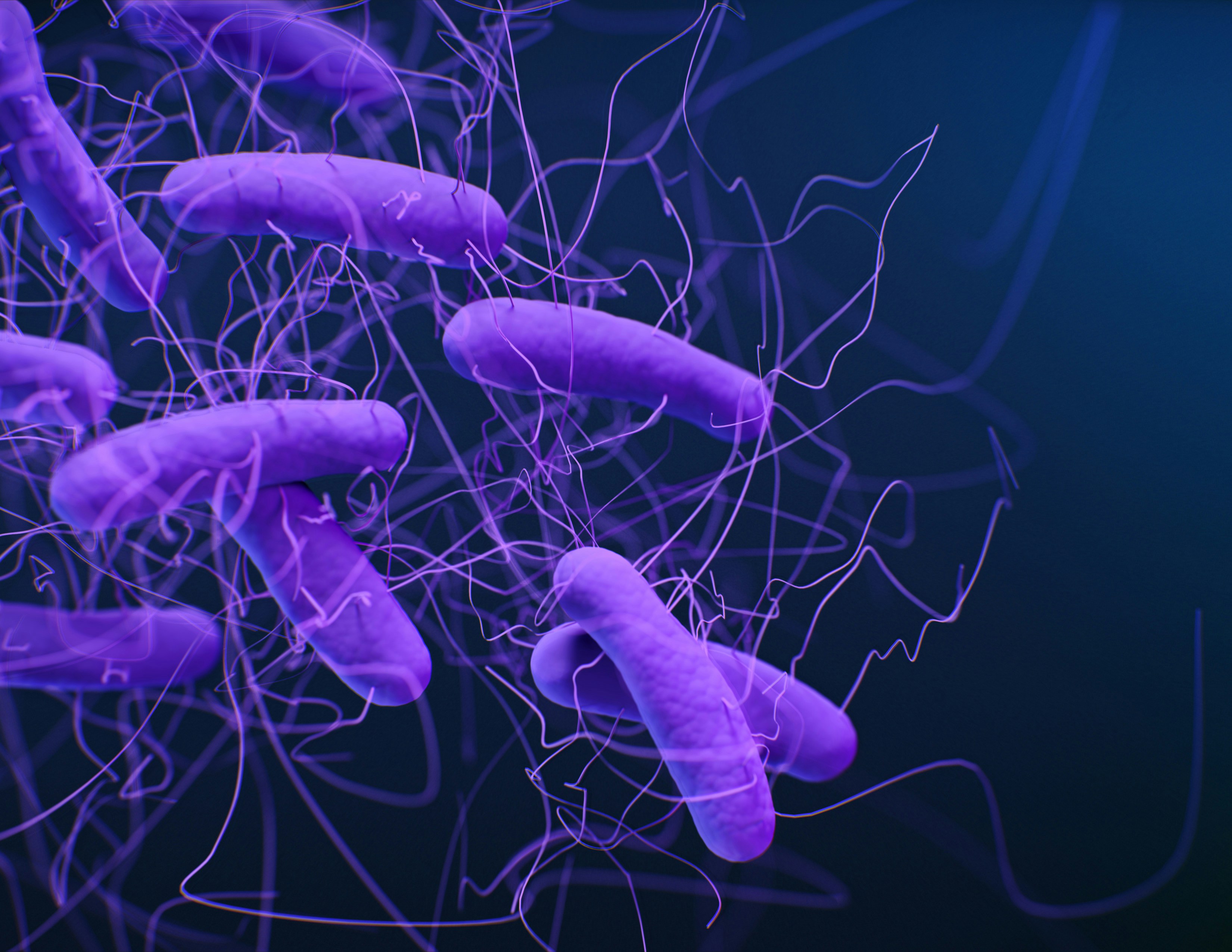 Bacteria image